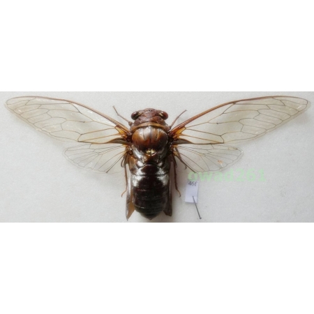 Marotrisia chantranei 132mm Thailand46f